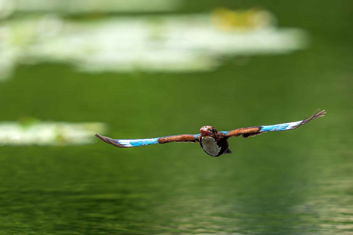 White-throated Kingfisher - ML640993947