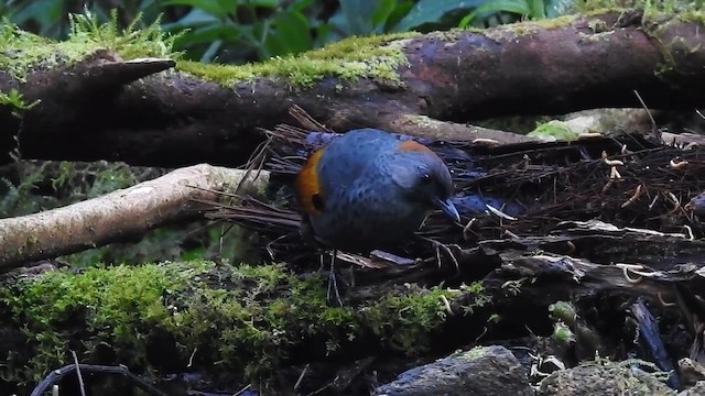 Golden-winged Laughingthrush - ML640993948