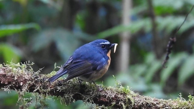 Gobemouche givré - ML640993955