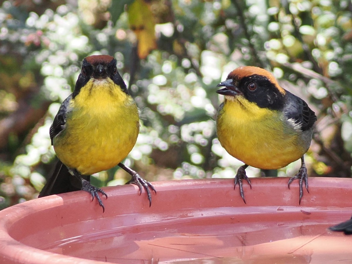 Yellow-breasted Brushfinch - ML640993963