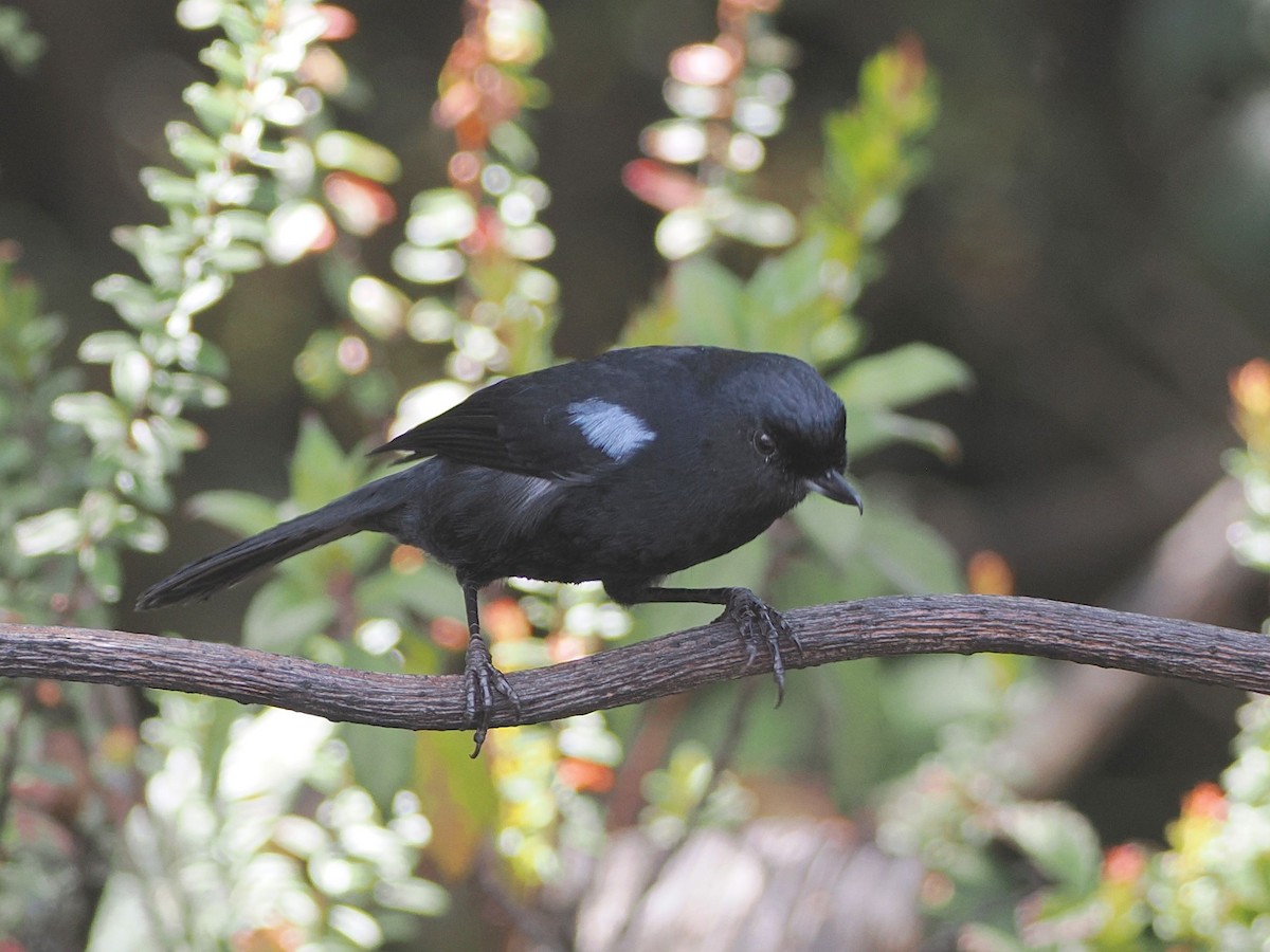 Glossy Flowerpiercer - ML640993973