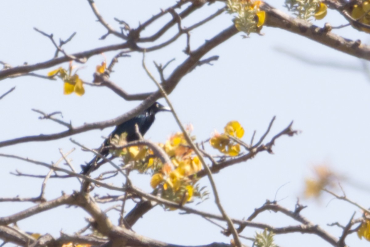 Hair-crested Drongo (Javan) - ML640993993