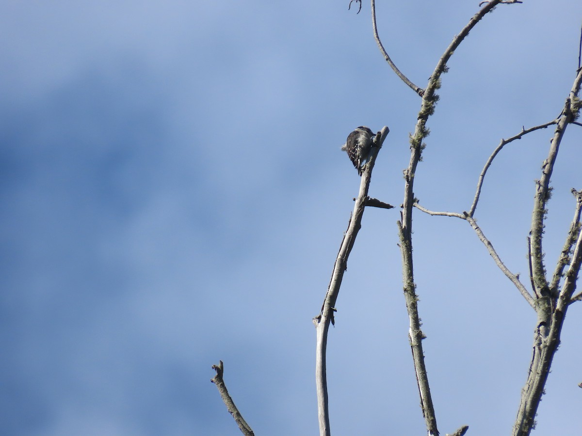 Downy Woodpecker - ML640993997