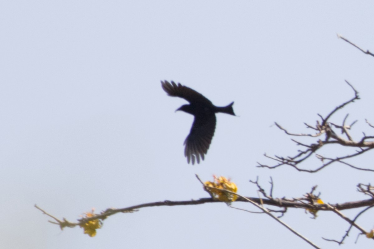 Hair-crested Drongo (Javan) - ML640994009