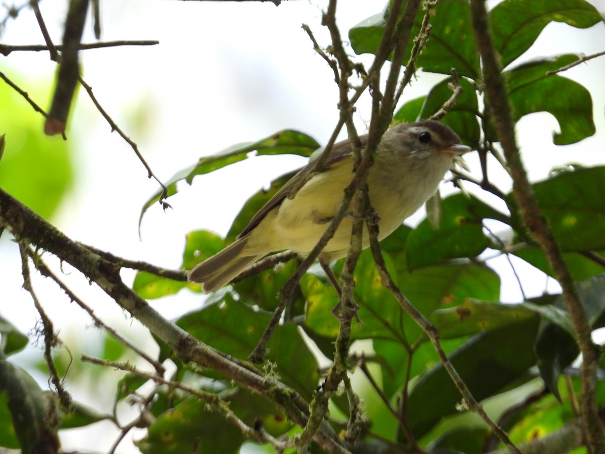 Braunkappenvireo - ML640994019