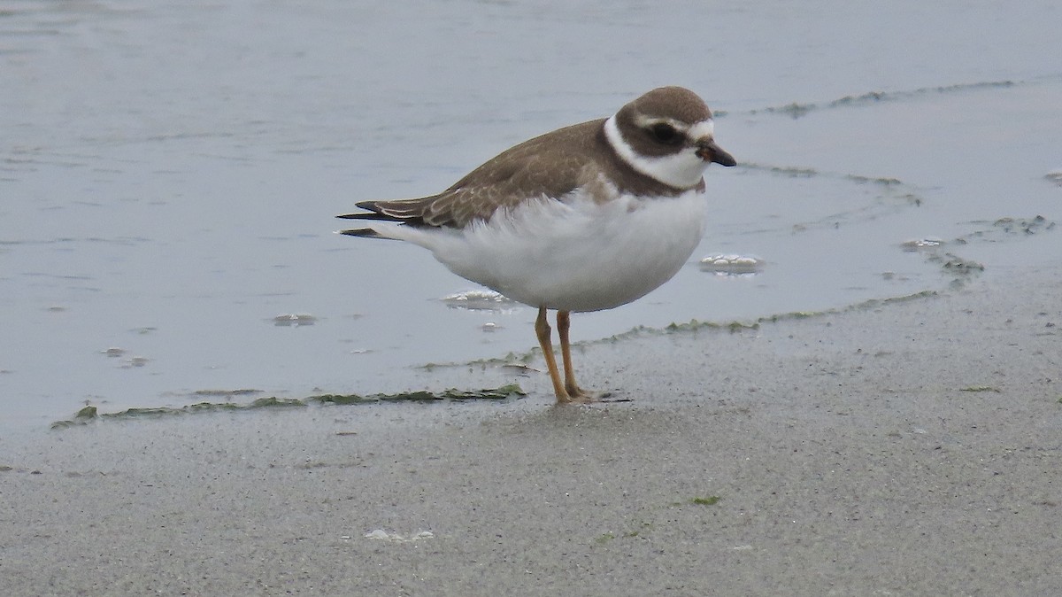 Semipalmated Plover - ML640994025