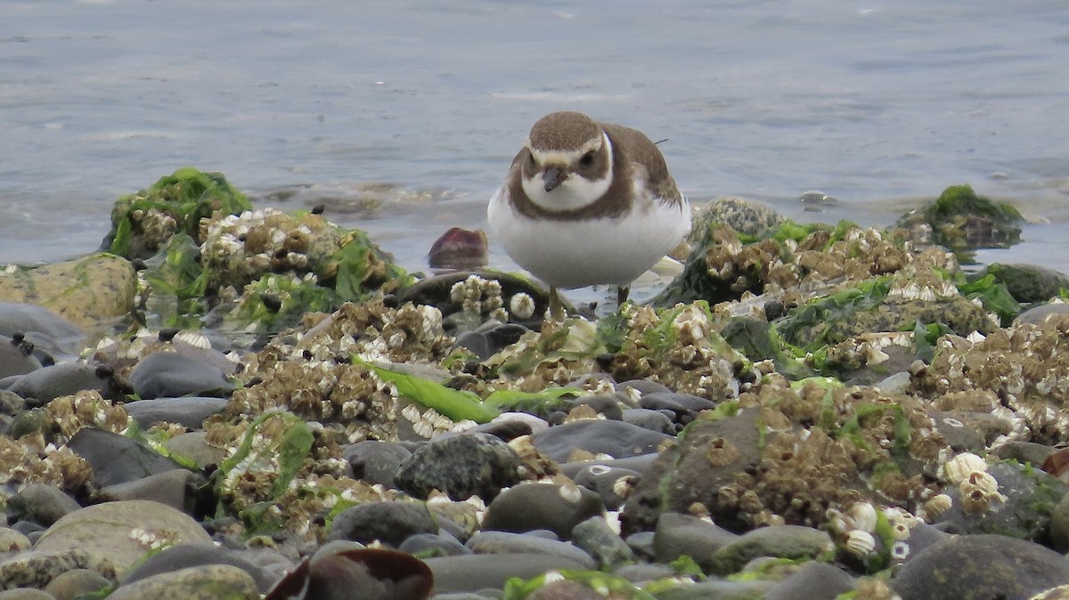 Semipalmated Plover - ML640994027