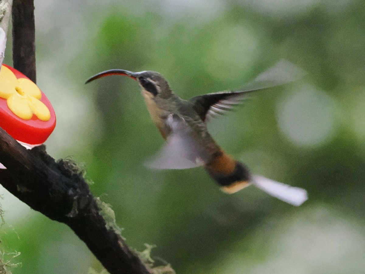 Tawny-bellied Hermit - ML640994055
