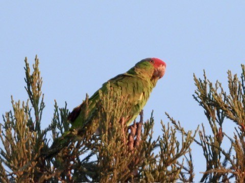 Amazone à joues vertes - ML640994071