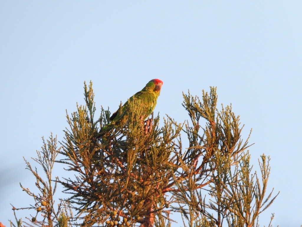 Amazone à joues vertes - ML640994072