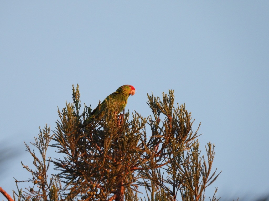 Amazone à joues vertes - ML640994073