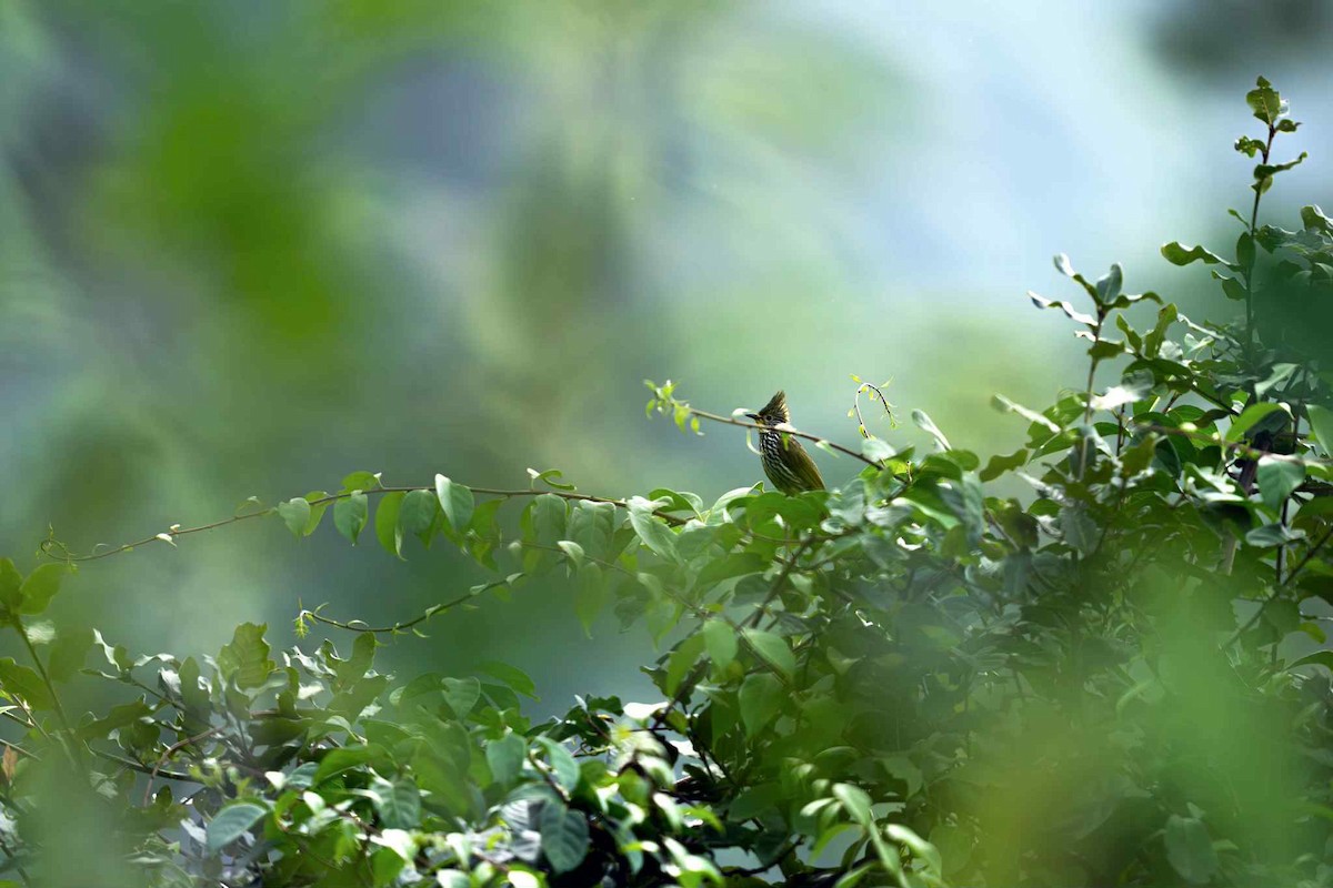 Striated Bulbul - ML640994096
