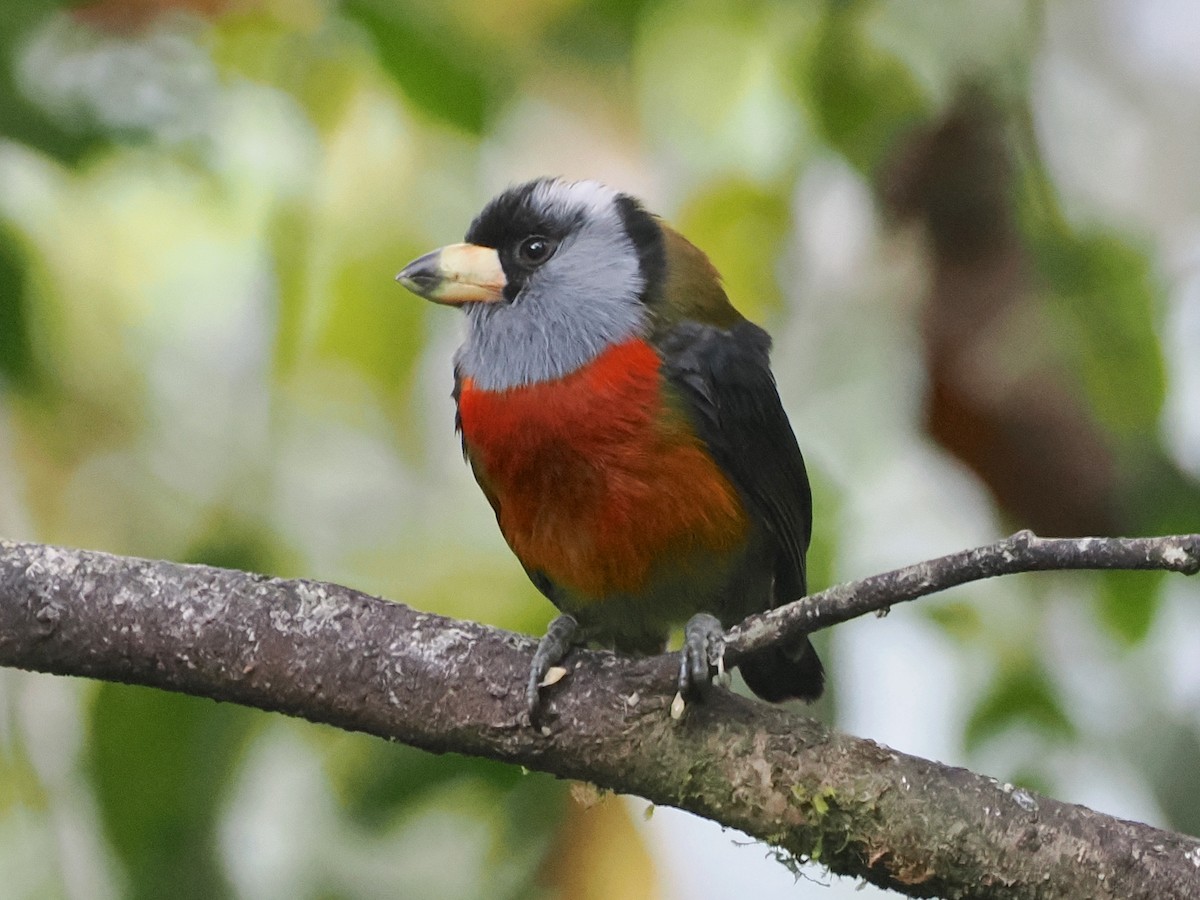 Toucan Barbet - ML640994113