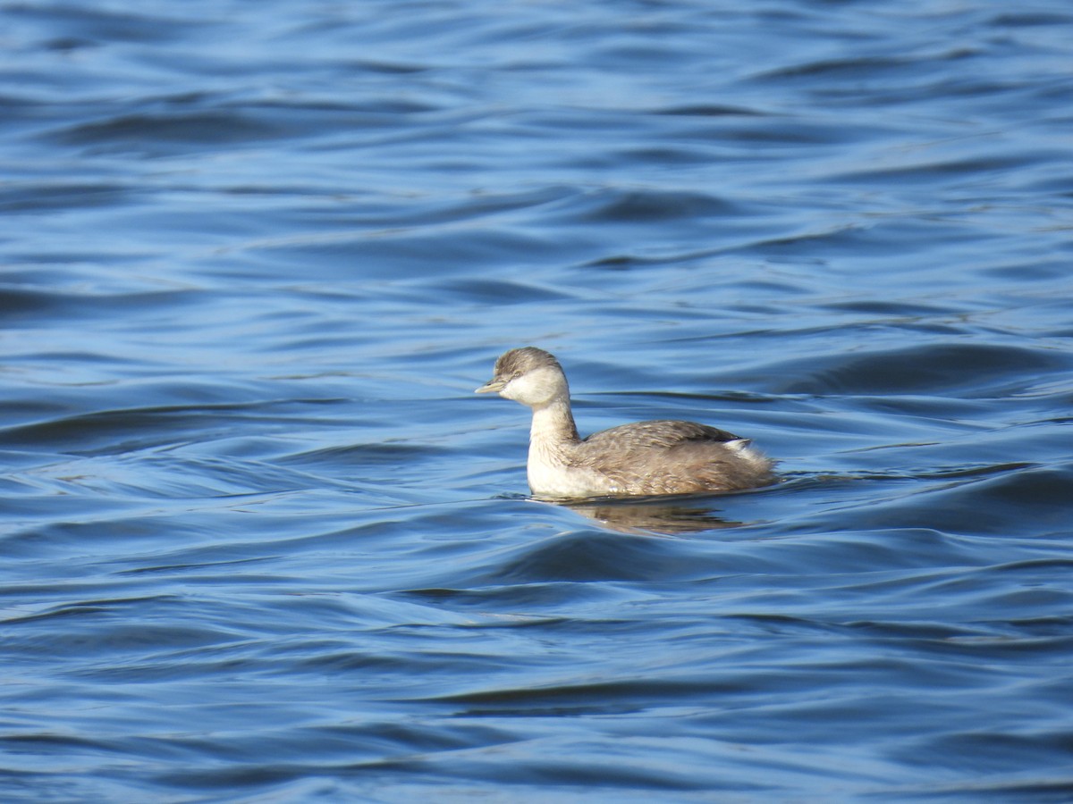 Hoary-headed Grebe - ML640994114