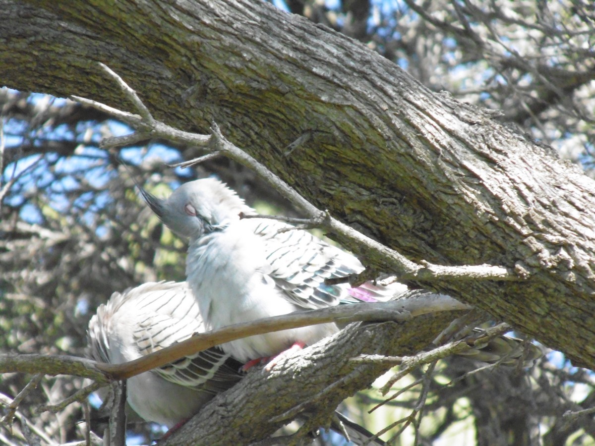 Crested Pigeon - ML640994124