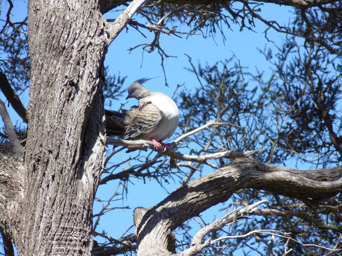 Crested Pigeon - ML640994125