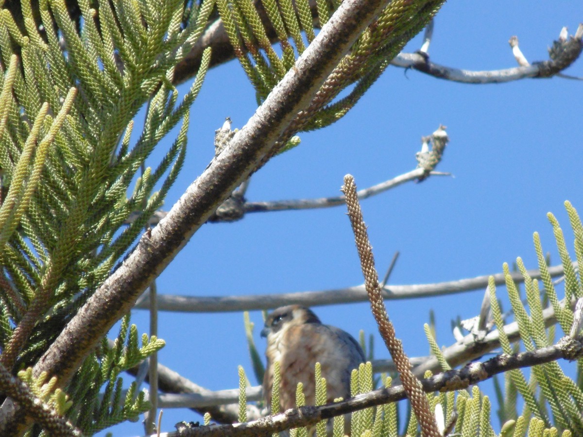 Australian Hobby - ML640994127