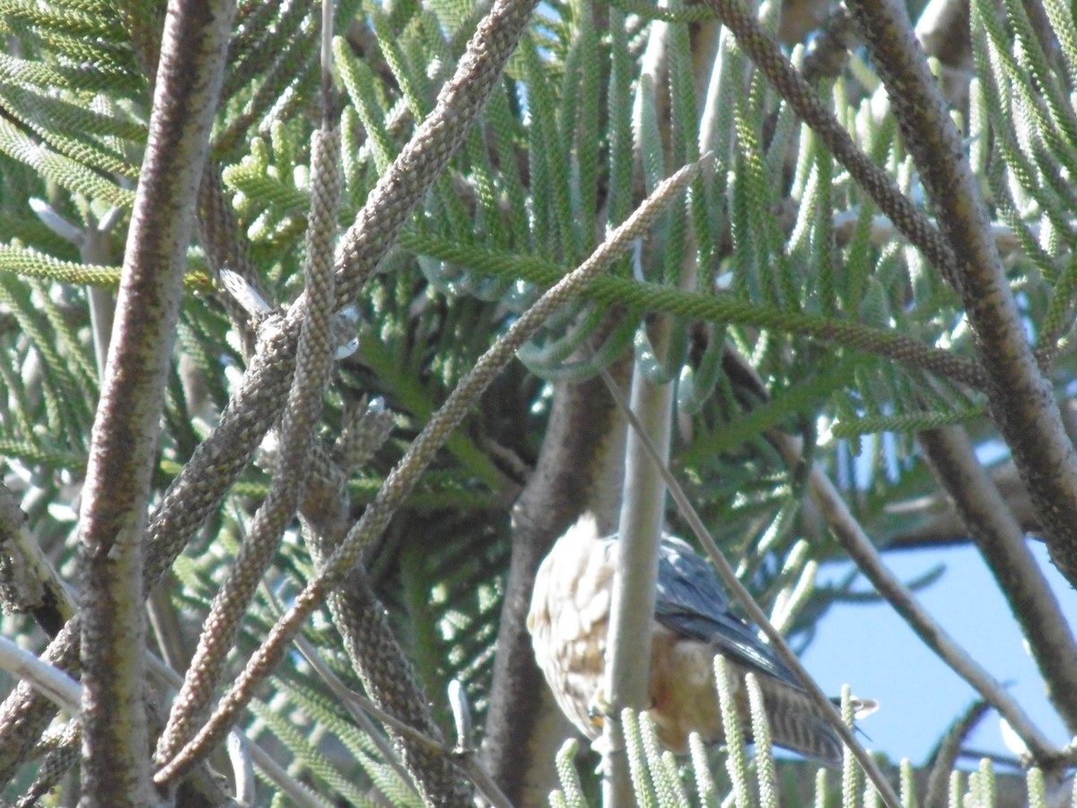 Australian Hobby - ML640994128