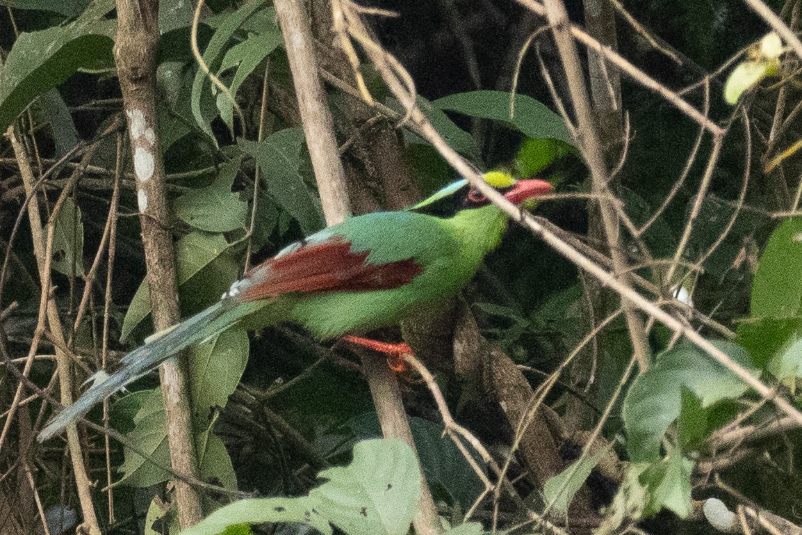 Common Green-Magpie - ML640994137