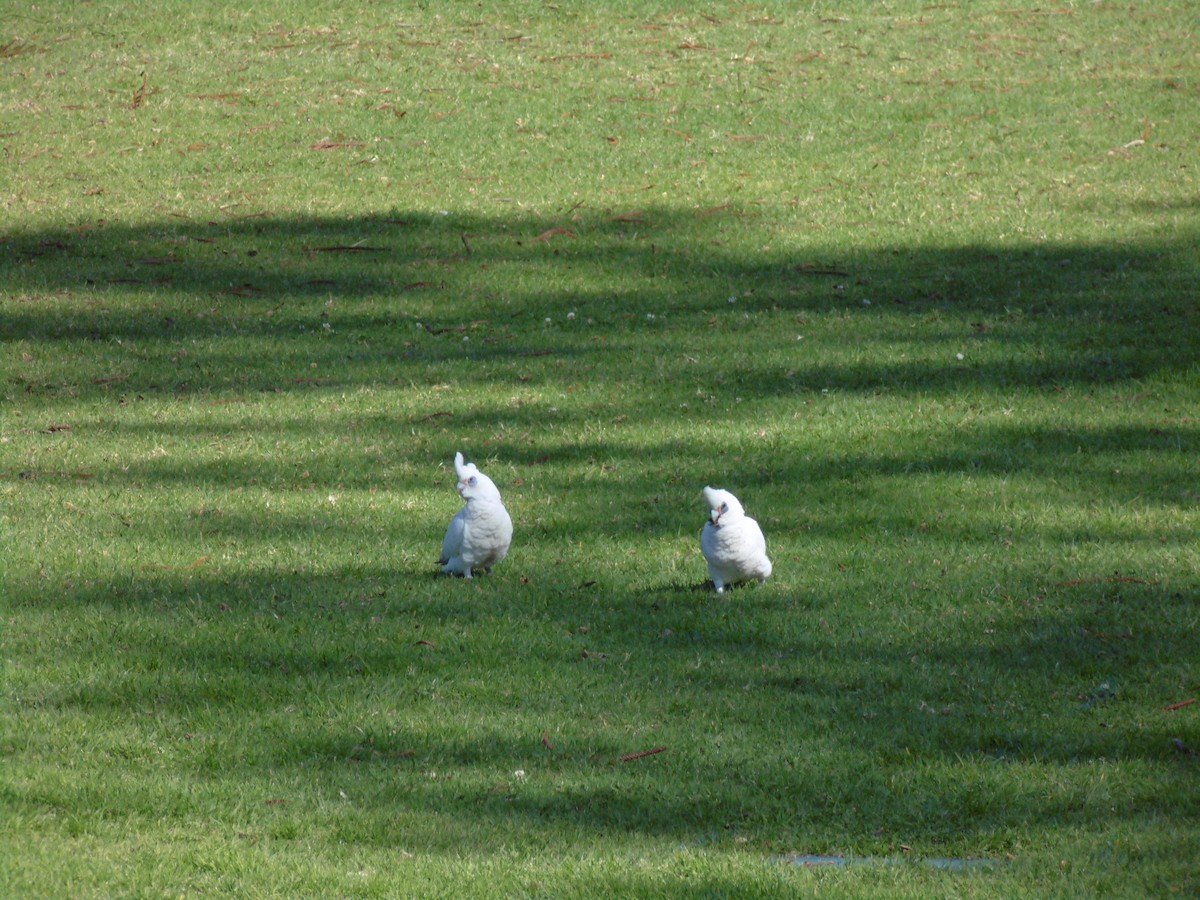 Little Corella - ML640994138