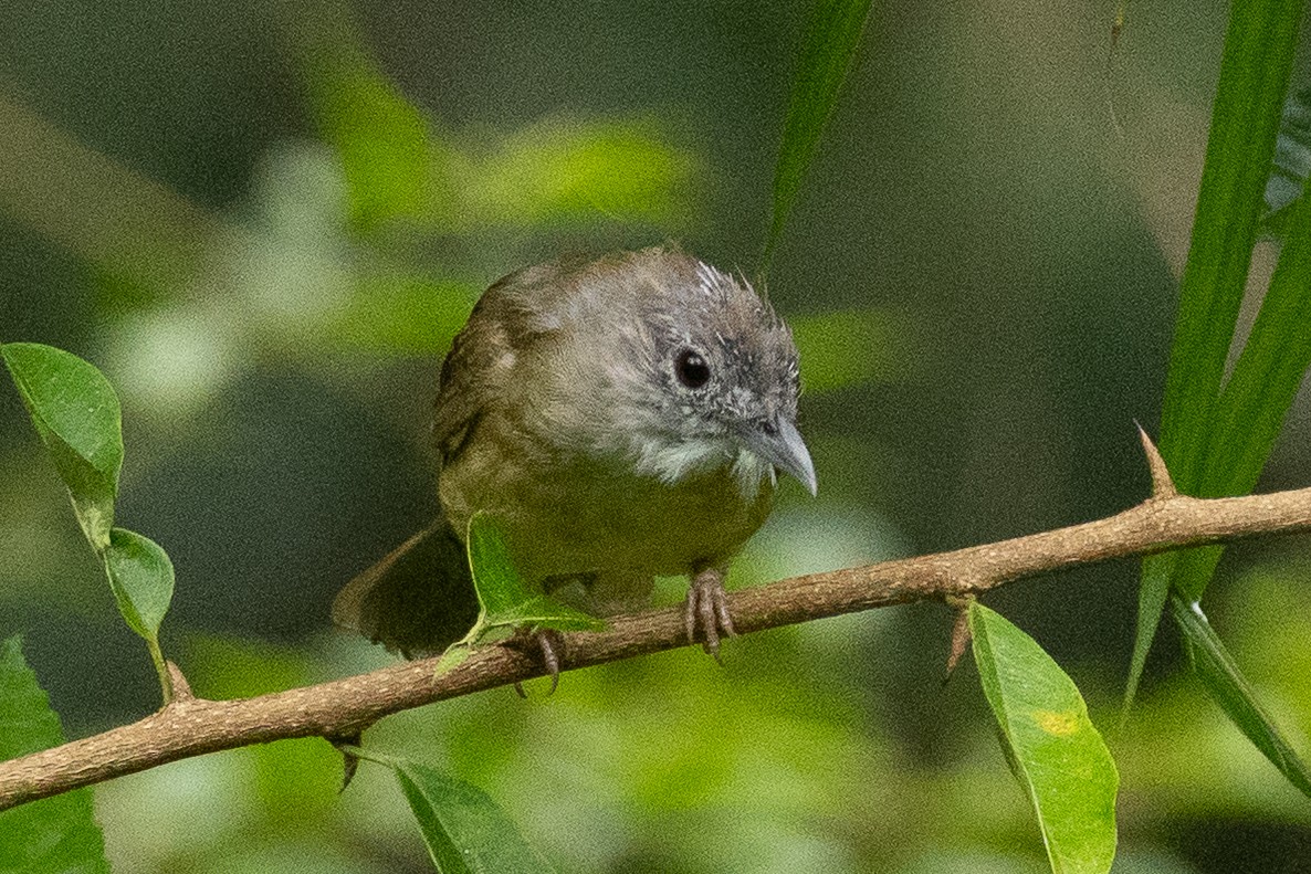 Puff-throated Bulbul - ML640994139