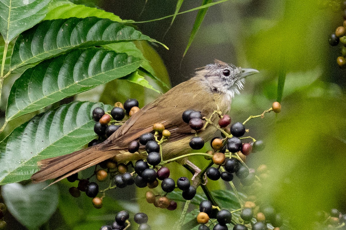Puff-throated Bulbul - ML640994140