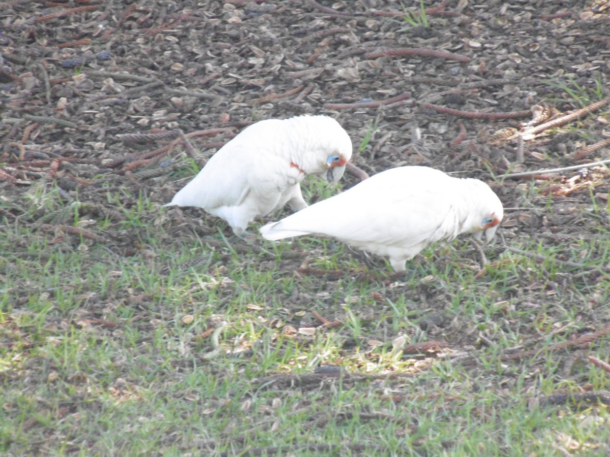 Long-billed Corella - ML640994143