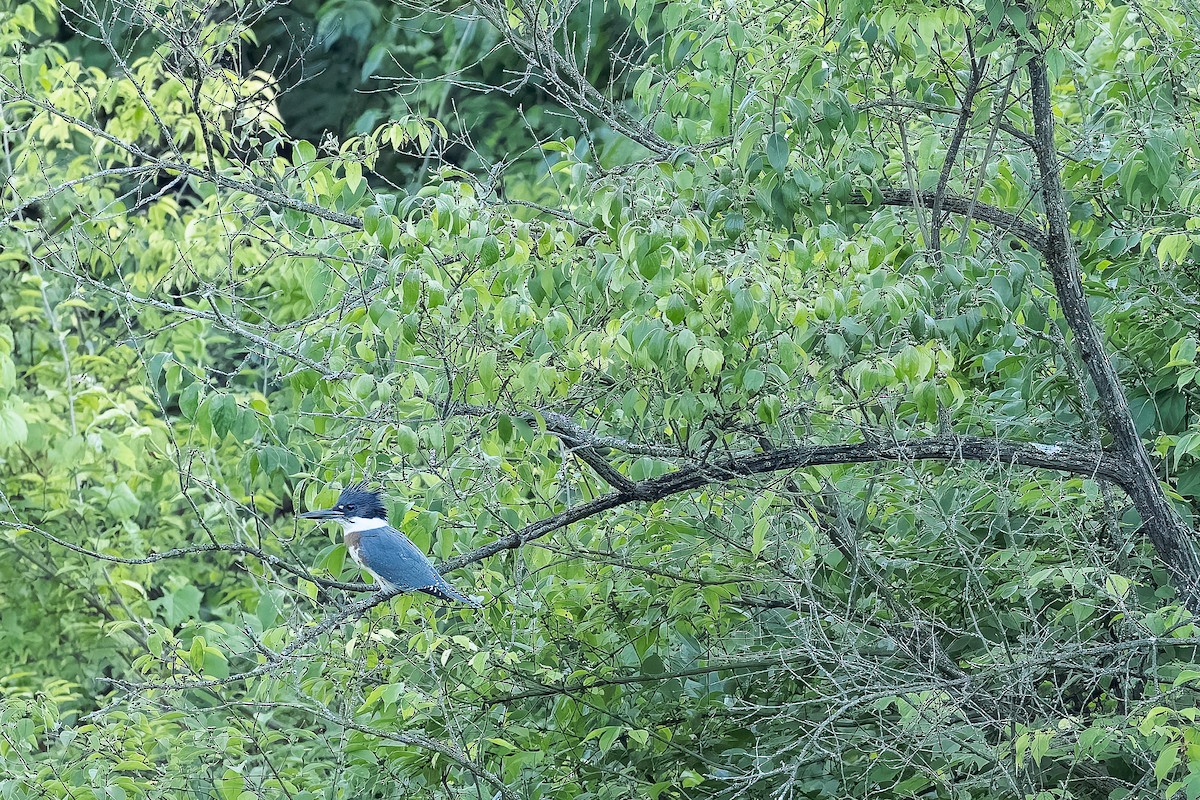 Belted Kingfisher - ML640994147