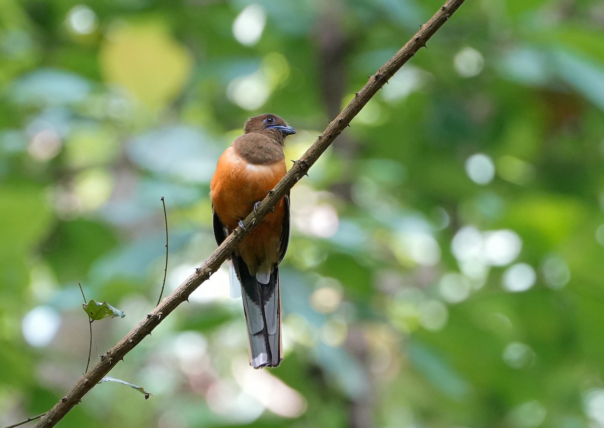 Trogon de Malabar - ML640994161