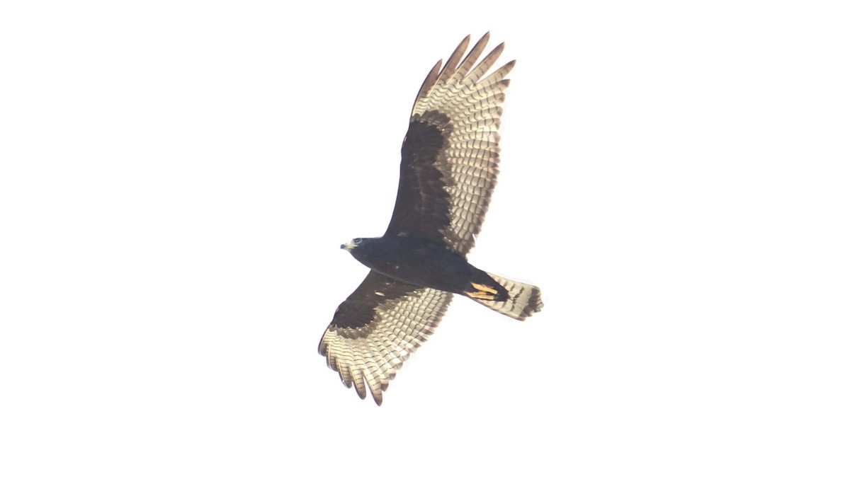 Zone-tailed Hawk - ML640994171