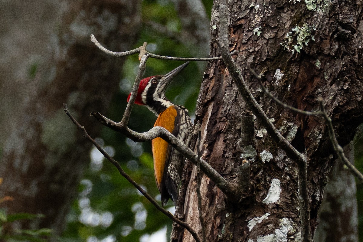 Greater Flameback - ML640994195