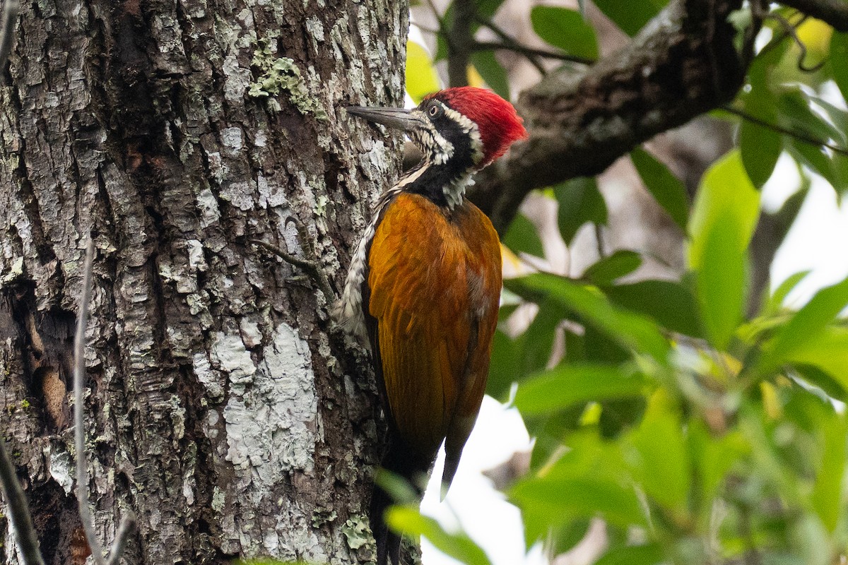 Greater Flameback - ML640994196