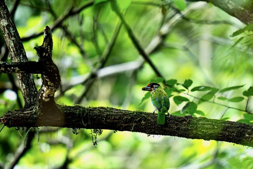barbet žlutohrdlý - ML640994209