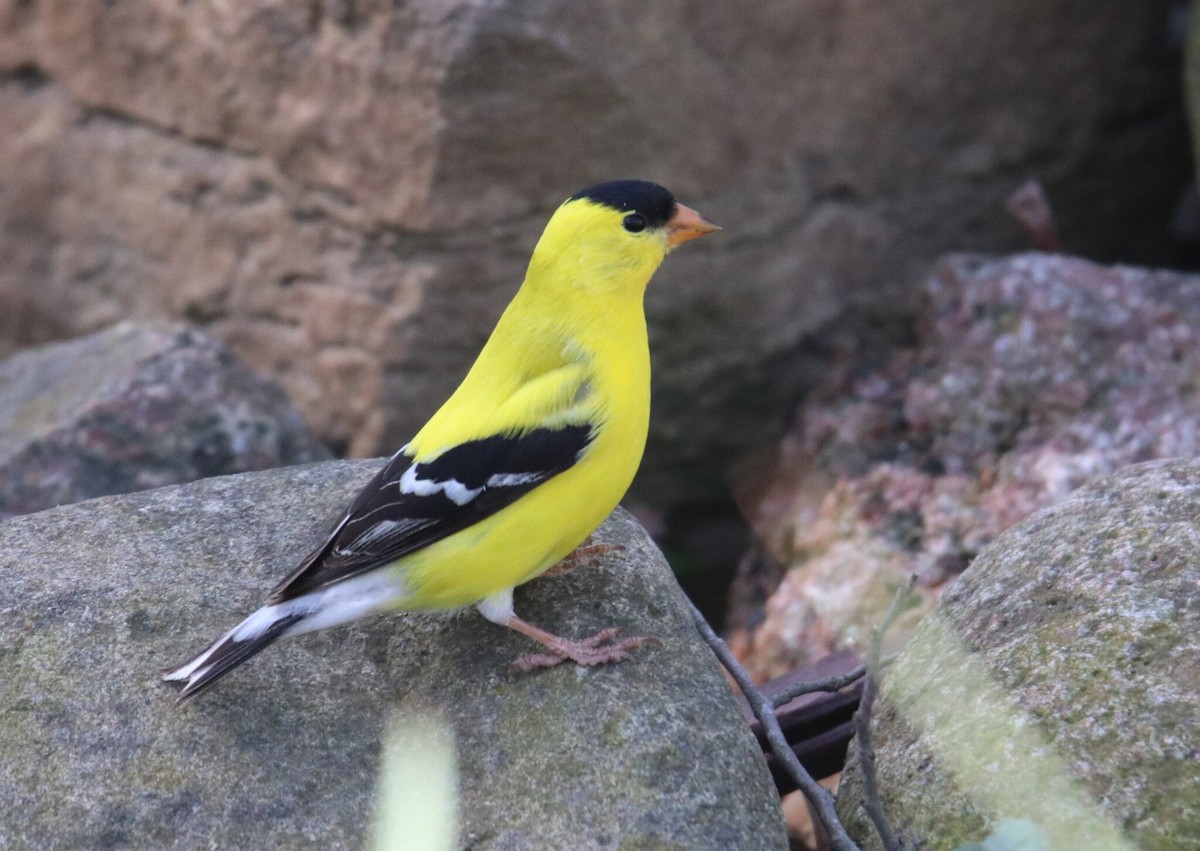 Chardonneret jaune - ML640994243