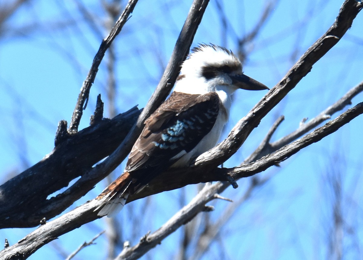 Laughing Kookaburra - ML640994276