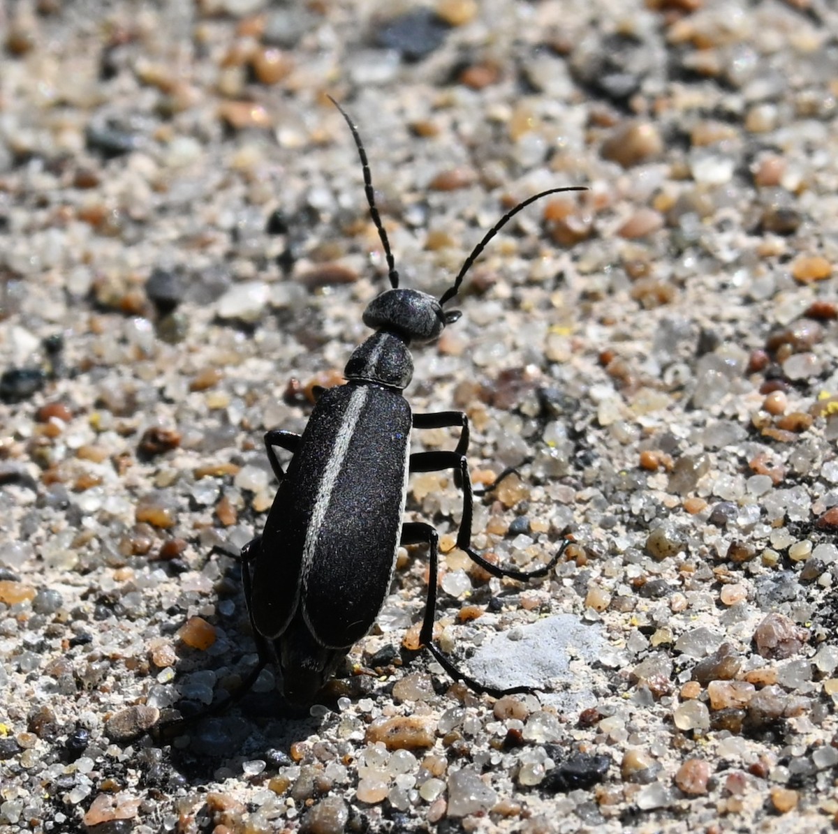 Margined Blister Beetle - ML640994288