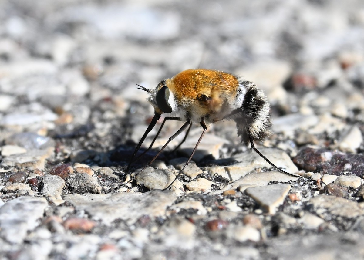 Bomber fly - ML640994292