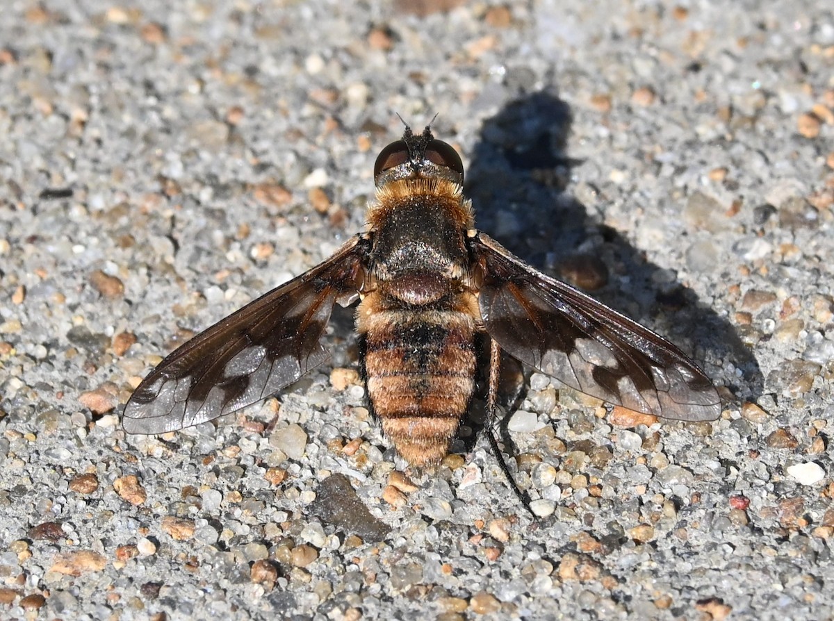 Band-winged Bee Fly - ML640994295