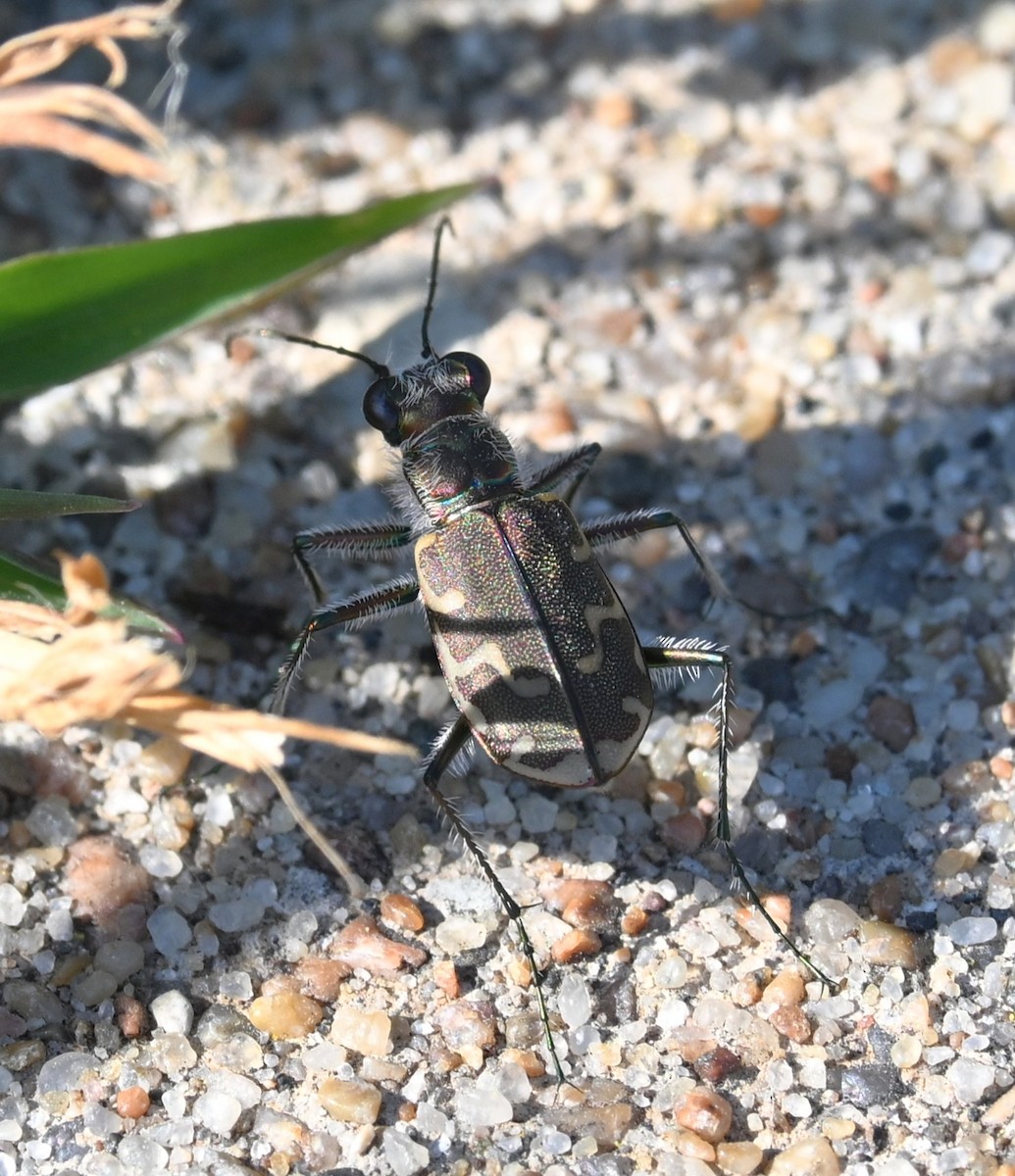 Oblique-lined Tiger Beetle - ML640994299