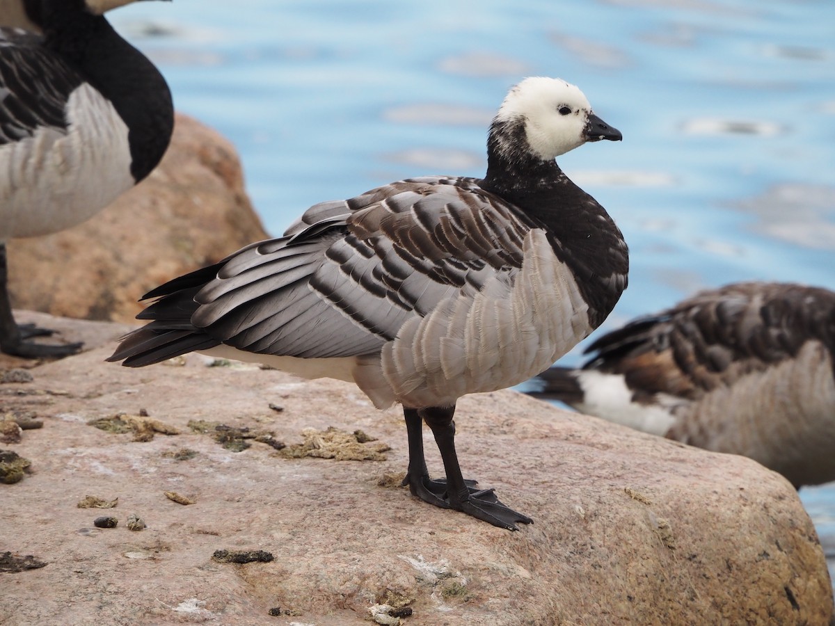 Barnacle Goose - ML640994300