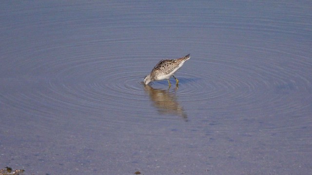 Stilt Sandpiper - ML640994304