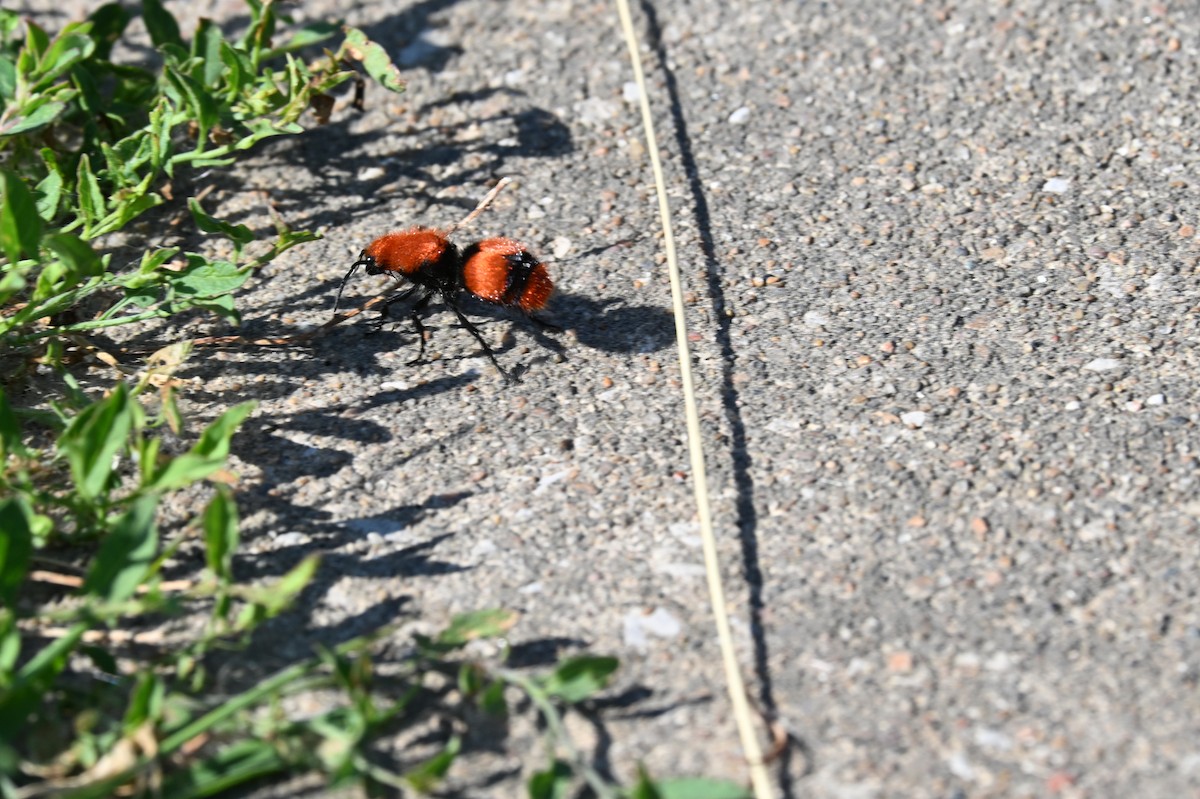 Common Eastern Velvet Ant - ML640994305
