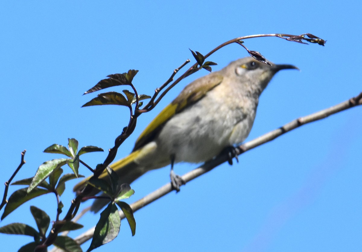 Brown Honeyeater - ML640994306