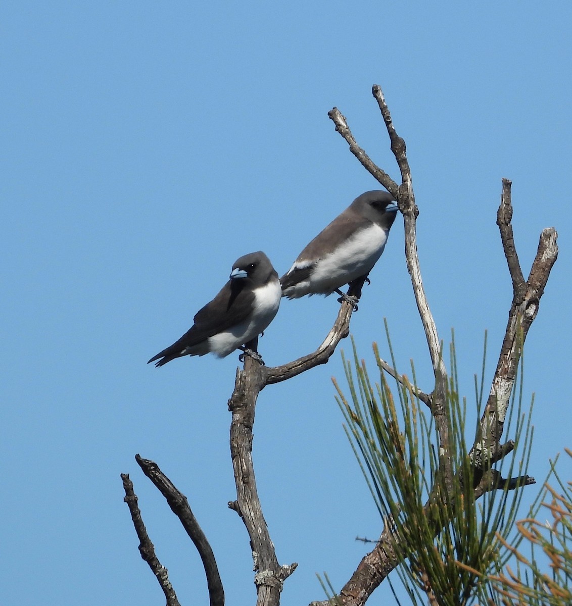 White-breasted Woodswallow - ML640994325