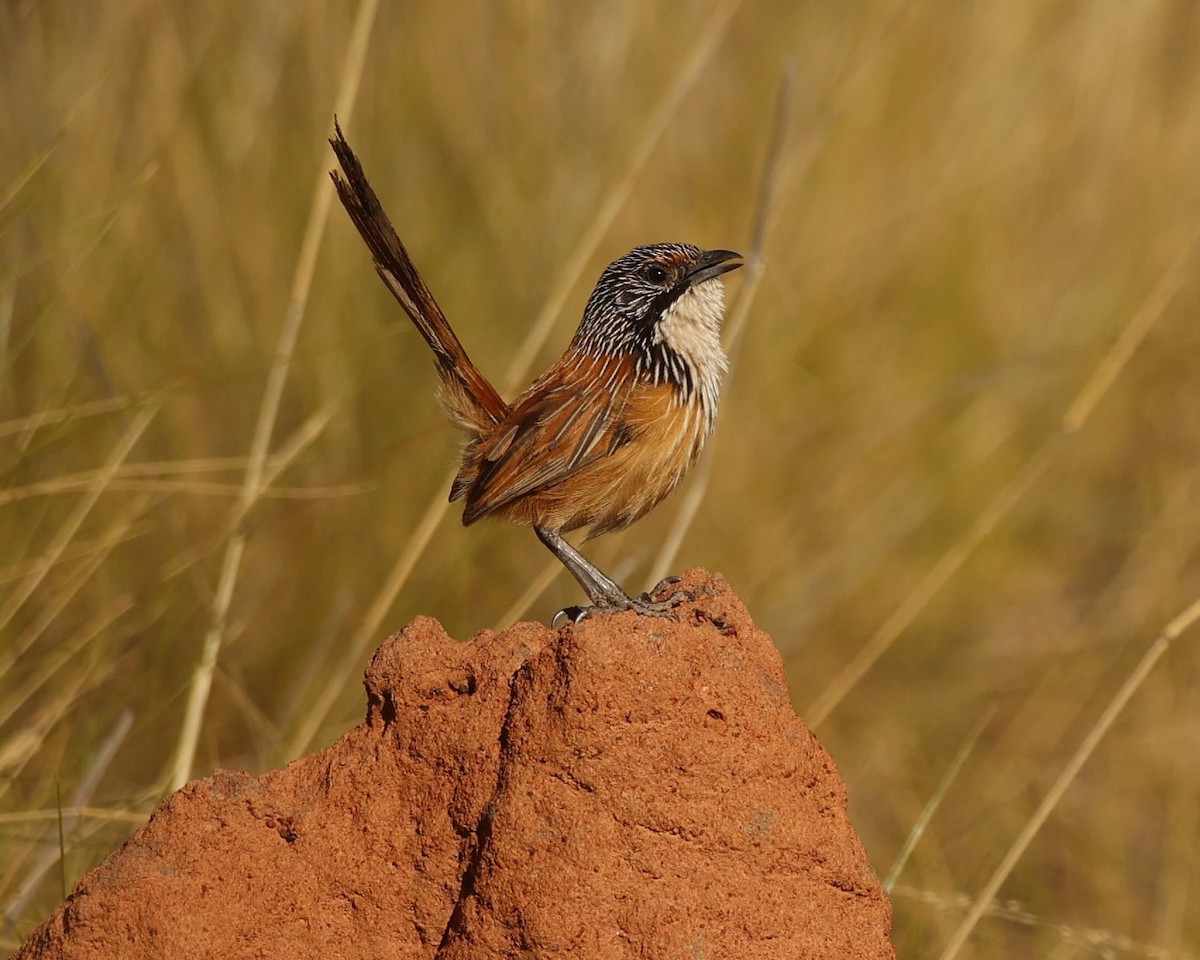 Amytis de Dorothy - ML640994353