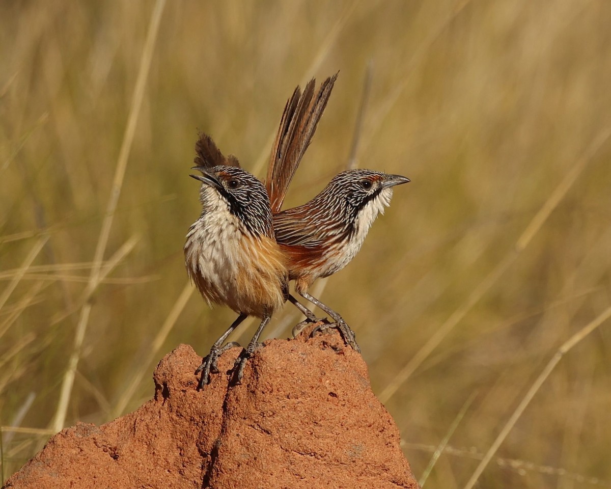 Amytis de Dorothy - ML640994354