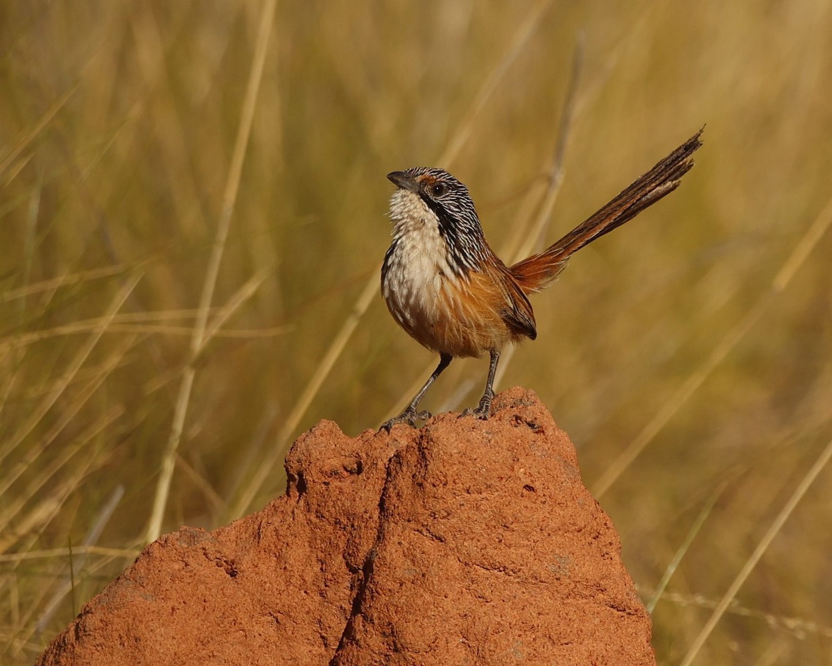 Amytis de Dorothy - ML640994355