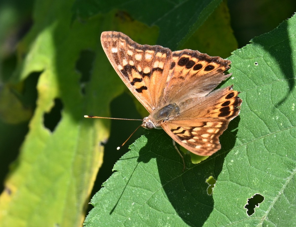 Tawny Emperor - ML640994368