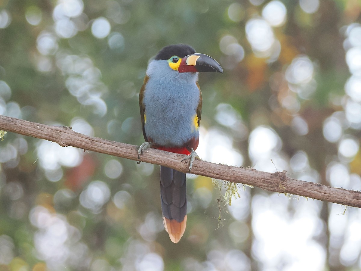 Plate-billed Mountain-Toucan - ML640994376