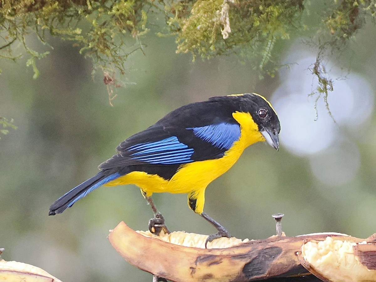 Blue-winged Mountain Tanager - ML640994385